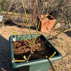 バラ苗H  8号の画像