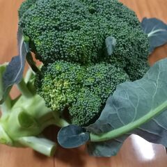 12月29日収穫、ブロッコリー特大×6個の画像