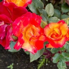 つるバラチャールトンの画像