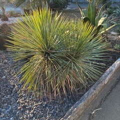 ユッカ  ロストラータの画像