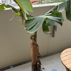 バナナ木 の画像