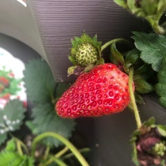 いちご用植木鉢の画像