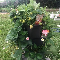 いちご用植木鉢の画像
