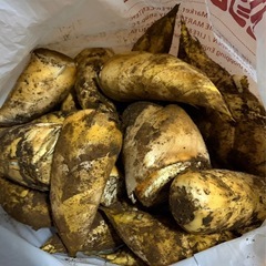 早掘り筍の画像