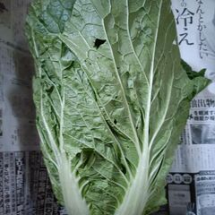 残りわずか！！第８弾【野菜いかがでしょうか？】の画像