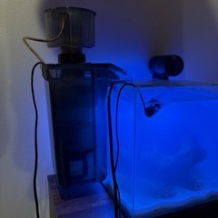 カクレクマノミと海道達磨など　海水魚飼育セットの画像