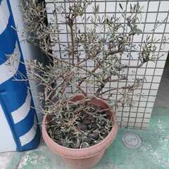 オリーブの木と鉢の画像