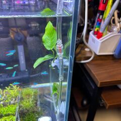 淡水魚複数（めだか６匹/オトシンクルス２匹/チェリーシュリンプ10匹以上/レッドビーシュリンプ６匹以上/グッピー４匹）いずれも購入して3か月以内＋HaruDesign CO2ジェネレーター PRO-D805s Ver 1.4 (スーパーミスト＆フルセットモデル) × 1HaruDesign公式オンラインショップ20205/11/5購入ほかアクア関連用品の画像