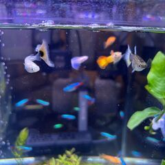 淡水魚複数（めだか６匹/オトシンクルス２匹/チェリーシュリンプ10匹以上/レッドビーシュリンプ６匹以上/グッピー４匹）いずれも購入して3か月以内＋HaruDesign CO2ジェネレーター PRO-D805s Ver 1.4 (スーパーミスト＆フルセットモデル) × 1HaruDesign公式オンラインショップ20205/11/5購入ほかアクア関連用品の画像