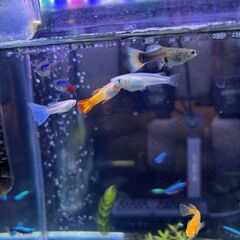 淡水魚複数（めだか６匹/オトシンクルス２匹/チェリーシュリンプ10匹以上/レッドビーシュリンプ６匹以上/グッピー４匹）いずれも購入して3か月以内＋HaruDesign CO2ジェネレーター PRO-D805s Ver 1.4 (スーパーミスト＆フルセットモデル) × 1HaruDesign公式オンラインショップ20205/11/5購入ほかアクア関連用品の画像