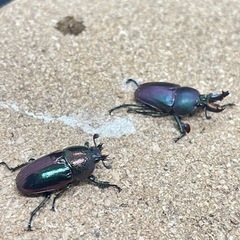 パプアキンイロクワガタ　クワガタの画像