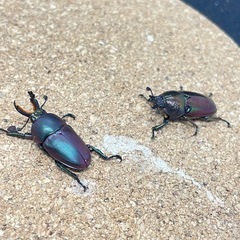 パプアキンイロクワガタ　クワガタの画像