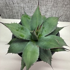 アガベ　パリー　トランカータの画像