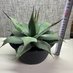 アガベ　パリー　トランカータの画像