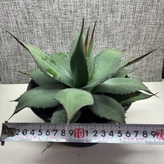 アガベ　パリー　トランカータの画像