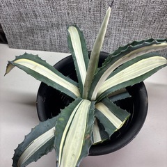 アガベ　華厳の画像