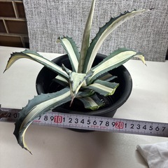 アガベ　華厳の画像