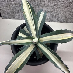 アガベ　華厳の画像