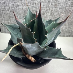 アガベ　パラサナグローブの画像