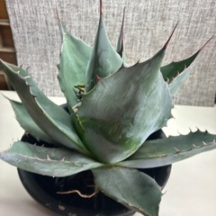 アガベ　パラサナの画像