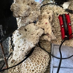 難あり水槽セット2025/12/30昼廃棄 の画像