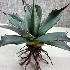アガベ　パリー　トランカータの画像