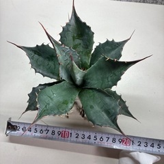 アガベ　パリー　トランカータの画像