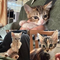 可愛い子猫ちゃん