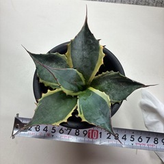 アガベ　ファイヤーボール　の画像