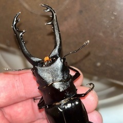 即完売につき急遽追加販売！！カブトムシ　クワガタ　福袋3袋限定1/2まで受付の画像