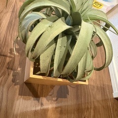 観葉植物 フェイクグリーン4つの画像