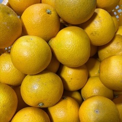 八朔Lサイズ以上　4キロ1000円の画像