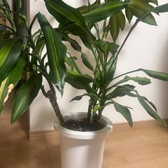 観葉植物　ドラセナジェレ　の画像