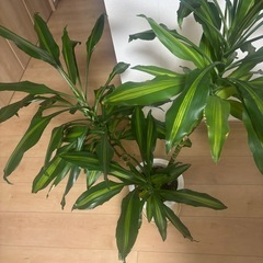 観葉植物　ドラセナジェレ　の画像