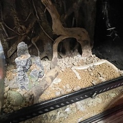 爬虫類ケース　60cm.   訳ありの画像