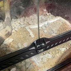 爬虫類ケース　60cm.   訳ありの画像