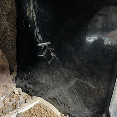 爬虫類ケース　60cm.   訳ありの画像