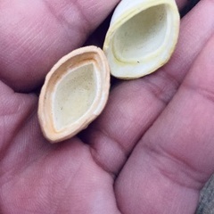 リカちゃんの31アイスクリームショップの画像