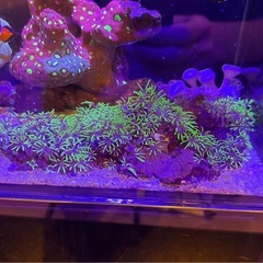 スターポリプ1フラグ（ソフトコーラル　サンゴ） の画像