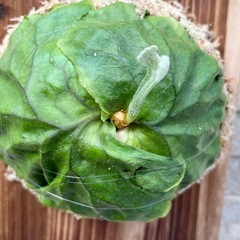 P.ridleyi wild_リドレイ ワイルド板付◆ビカクシダ/コウモリランの画像