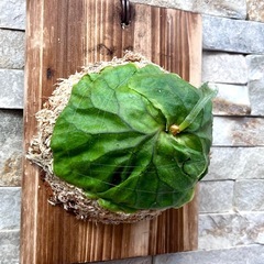 P.ridleyi wild_リドレイ ワイルド板付◆ビカクシダ/コウモリランの画像