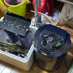 激安年末限定！150水槽生体セット説明をよく読んで下さい の画像