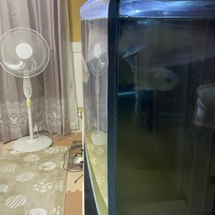 激安年末限定！150水槽生体セット説明をよく読んで下さい の画像