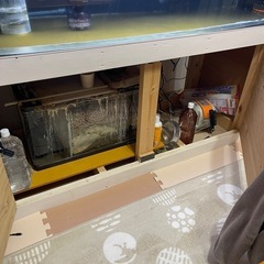 激安年末限定！150水槽生体セット説明をよく読んで下さい の画像