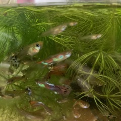 グッピー　レッドソード⑥の画像