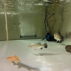 ガーパイク等の餌！全種類在庫！安心安全取引アリゲーターガー、トロジャンの画像