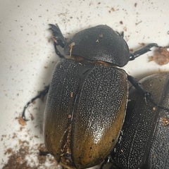 ヘラクレスオオカブト♀の画像