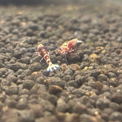 【練習・立ち上げ用】 レッドファンシータイガーシュリンプ 扱いやすい実用個体  1匹600円〜 の画像