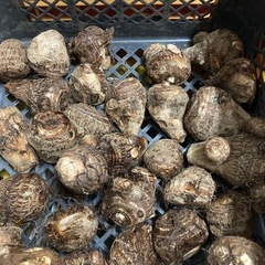 里芋、八つ頭、京芋🉐お正月に里芋いかがですか？の画像