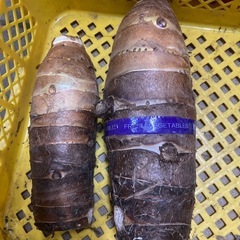 里芋、八つ頭、京芋🉐お正月に里芋いかがですか？の画像